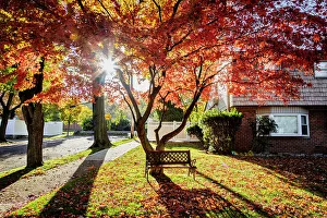Tree Prints: NY, NYC, Queens, fall scene
