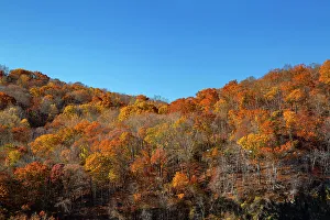 Foliage Prints: NY, Westchester, Croton on Hudson, fall foliage