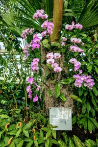 Flower Prints: NYC, Bronx, New York Botanical Garden, The Orchid Show, Jeff Leatham's Kaleidoscope