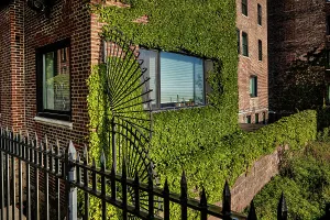 NYC, Brooklyn, Brooklyn Heights, building covered by green plants