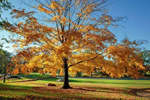 Tree Prints: NYC, Central Park, autumn