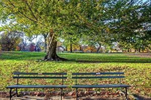 Tree Prints: NYC, Central Park, benches at park