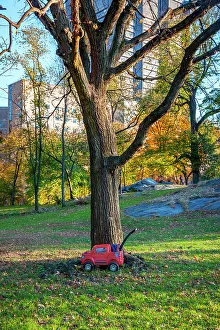 Tree Prints: NYC, Central Park, toy car by tree
