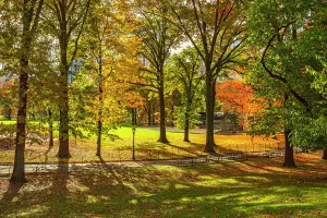 Tree Prints: NYC, Manhattan, Central Park, Autumn scene