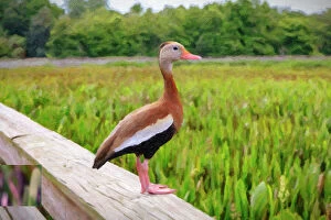 Images Dated 14th July 2023: Oil painting of Black-Bellied Whistling-Duck