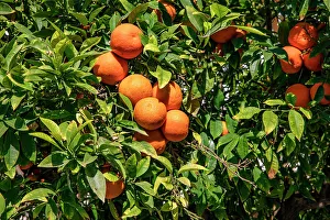 Tree Prints: Orange tree