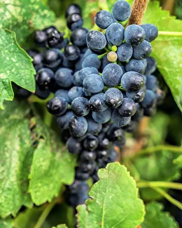 Black Prints: Oregon, Maryhill winery, bunch of purple grapes