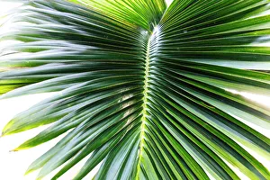 Botanic Prints: Detail of a palm frond