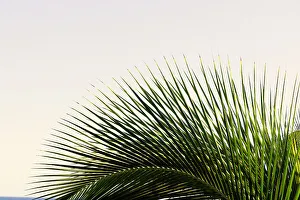 Detail of palm fronds