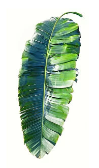 July Collection: Palm leaf