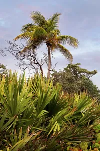 Last Light Prints: Palm tree
