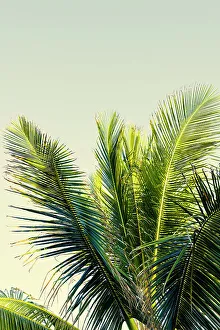 Detail of palm tree