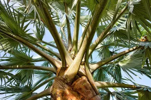 Detail of palm tree