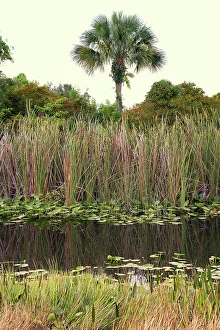 Artistic Prints: Palm tree in the marshes
