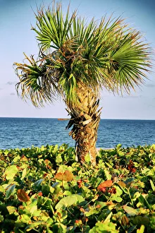 Atlantic Prints: Palm tree the ocean