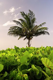 Shrubbery Prints: Palm tree surrounded by green plants
