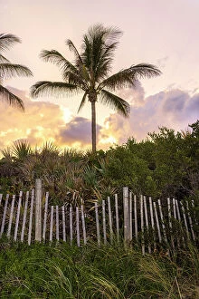 Images Dated 31st May 2023: Palm tree with wooden picket fence at sunset