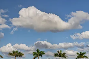 East Coast Prints: Palm trees and clouds