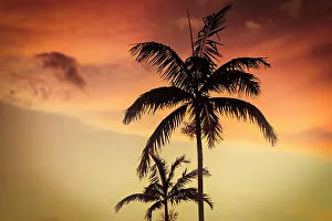 Palm trees with dramatic sky