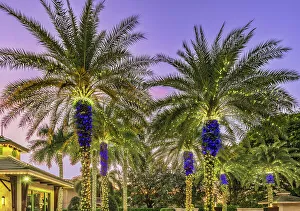Light Prints: Palm trees with lights at dusk