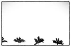White Prints: Palm trees against white sky