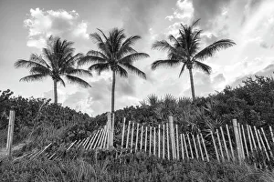 Atlantic Ocean Prints: Palm trees with wooden picket fence at sunset