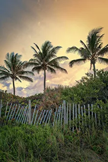 Palm trees with wooden picket fence at sunset