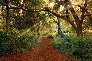 Pathway in forest with trees