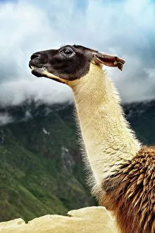 Vertical Prints: Peru, Alpaca