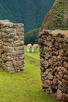Vertical Prints: Peru, Machu Picchu ruins alpacas seen through ruins