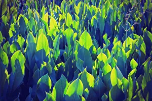 Artistic Prints: Pickerel weed aquatic plant