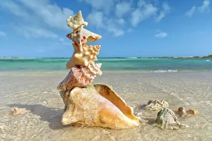 Atlantic Ocean Prints: Pile of sea shells