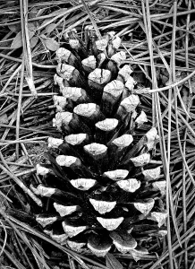 Christmastide Prints: Pine cone