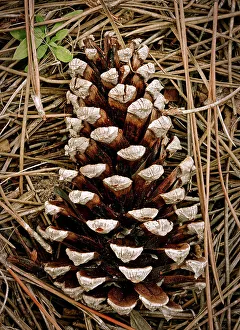 Pine cone