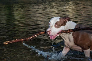 Images Dated 6th December 2023: Pit-bull Dog Playing with stick