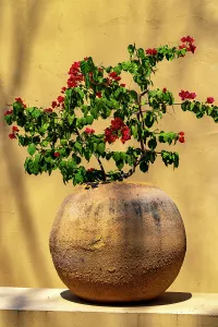 Hotel Prints: Planter with azalea plant