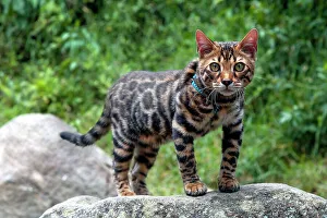 Rm271 Prints: Portrait of Bengal Cat