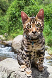 Portrait of Bengal Cat