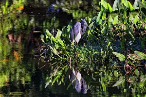 Portrait of the Great Blue Heron