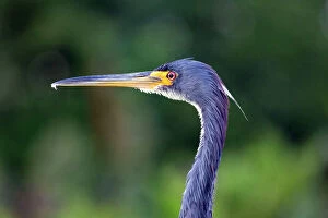 Images Dated 14th October 2023: Portrait of the Tricolored Heron