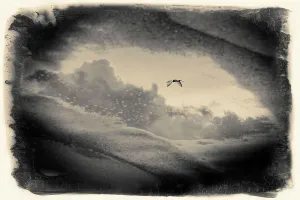 White Prints: Reflection of an American White Ibis in flight, seen in puddle