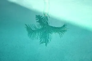 Reflect Prints: Reflection of palm tree in aquamarine pool water