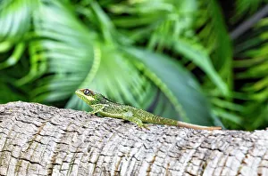 Foliage Prints: Reptile on tree