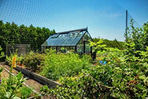 Flower Prints: Rhode Island, Newport, Hydrangea garden with greenhouse on Ocean Avenue
