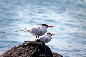 Atlantic Ocean Prints: Two Roseate Tern Birds on a rock by water