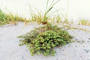 Atlantic Ocean Prints: Sand Dune at the beach