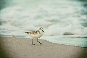 Atlantic Ocean Prints: Sanderling bird hunting for food on beach shore