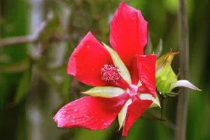 Beautiful Prints: Scarlet Rose Mallow, a Beautiful Florida Native Wildflower