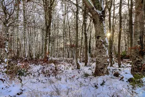 Winter Prints: Scotland, Highland, Sutherland, woods in winter