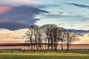 Winter Prints: Scotland, Highland, Tarbat, country road with bare winter trees